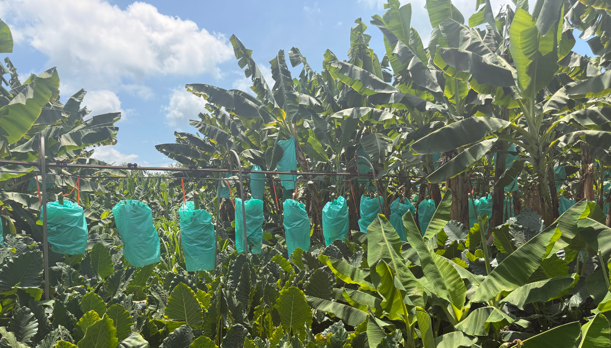 Good Practices to Reduce Water and Carbon Footprints in Banana Production